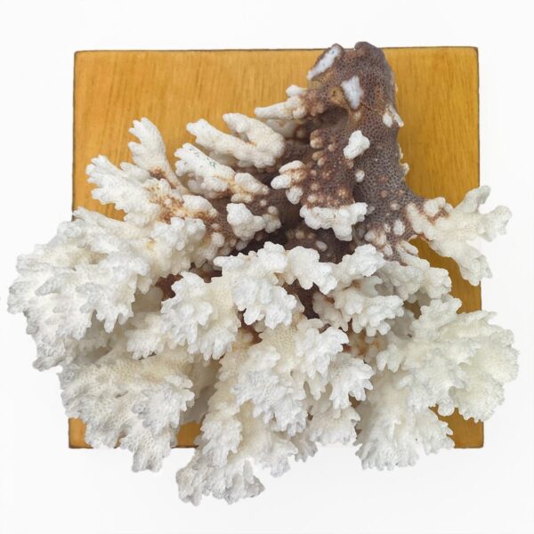 Pocillopora Damicornis Coral