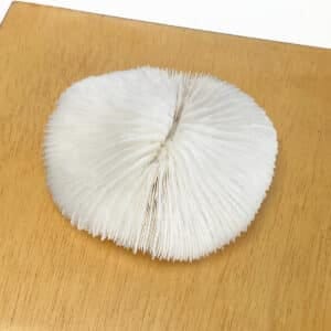Fungia Coral