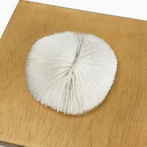 Fungia Coral