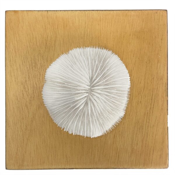 Fungia Coral