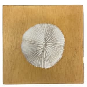 Fungia Coral