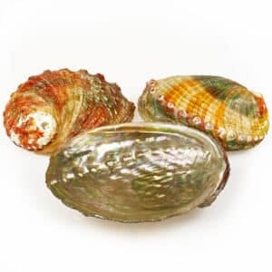 Haliotis Assimilis Abalone shells