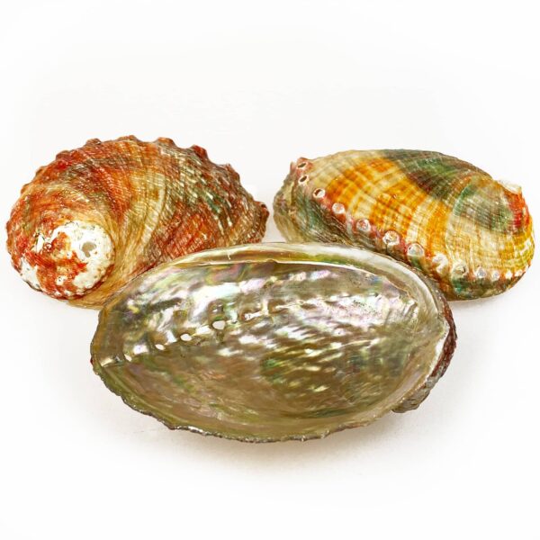 Haliotis Assimilis Abalone shells