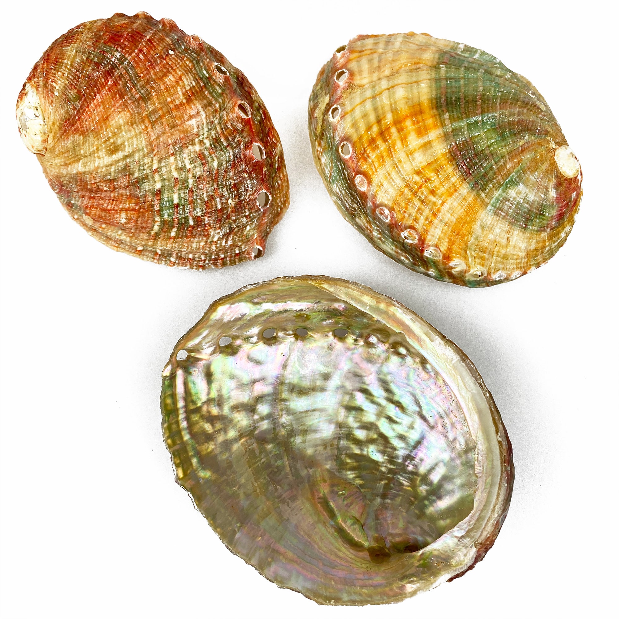 Haliotis Assimilis Abalone shells