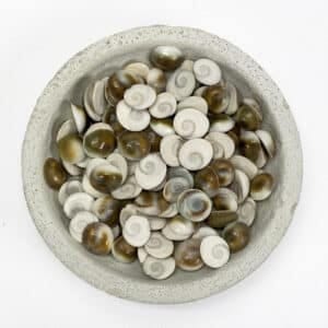 Catseye Shiva Shells