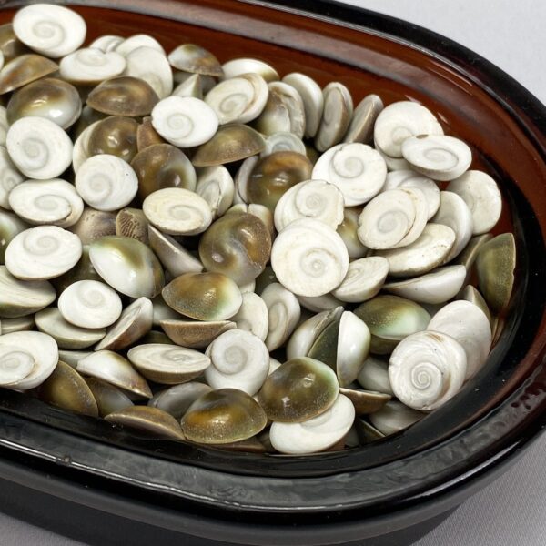 Catseye Shiva Shells