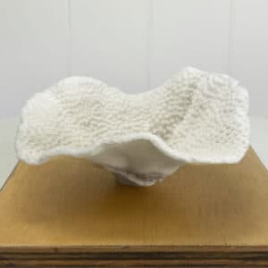 Turbinaria Coral
