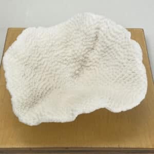 Turbinaria Coral