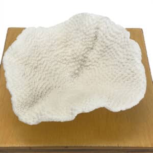 Turbinaria Coral