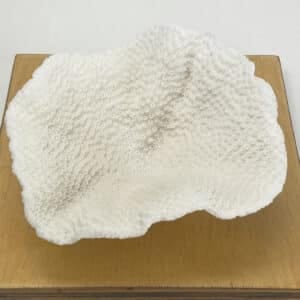 Turbinaria Coral