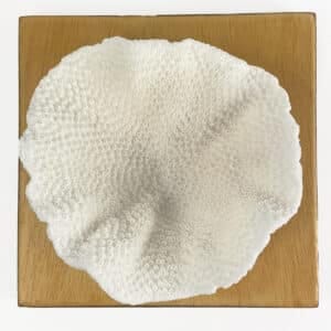 Turbinaria Coral