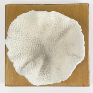 Turbinaria Coral