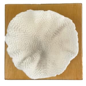 Turbinaria Coral