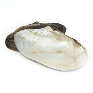 Giant Natural Mussel shell