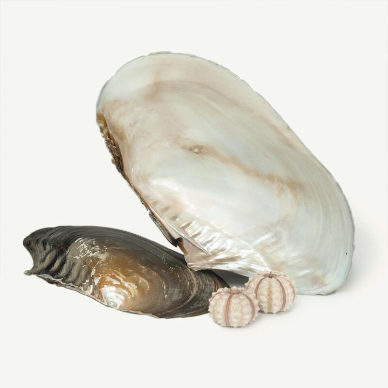 Giant Natural Mussel shell