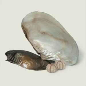 Giant Natural Mussel shell