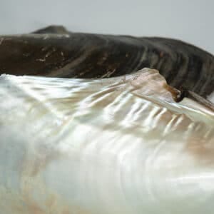 Giant Natural Mussel shell