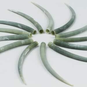 Green Tusk shells
