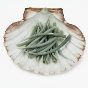 Green Tusk shells