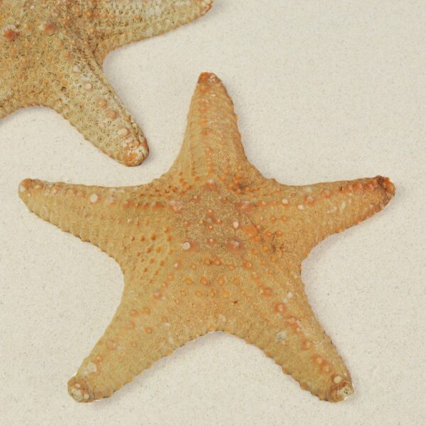 Natural Jungle Starfish