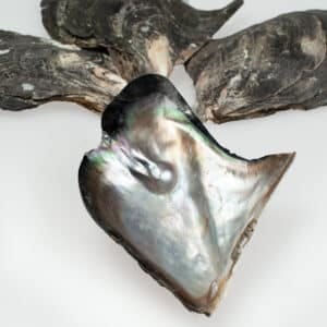 Mother of pearl brownlip half with one blister pearl