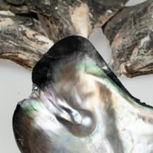 Mother of pearl brownlip half with one blister pearl