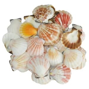 Pecten Vexillium Scallop shells