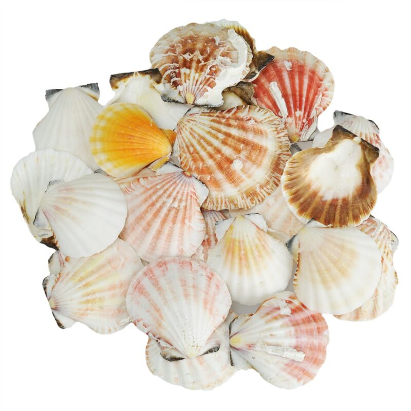Pecten Vexillium Scallop shells