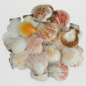 Pecten Vexillium Scallop shells