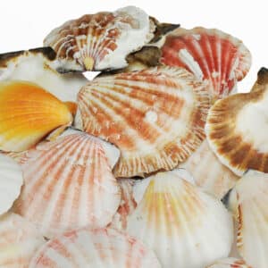 Pecten Vexillium Scallop shells