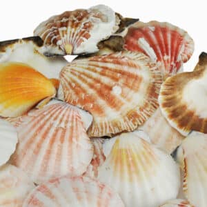 Pecten Vexillium Scallop shells