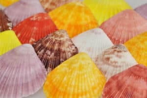 Shop Shells by colour