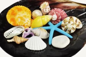 Shop Shells by colour