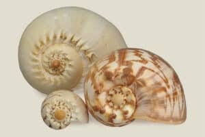 Shop Shells by size