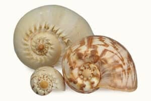 Shop Shells by size
