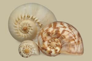 Shop Shells by size