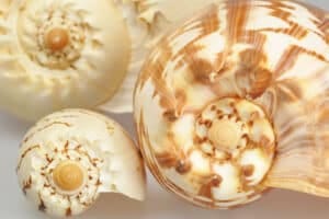 Shop Shells by size