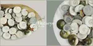 Catseye Shells