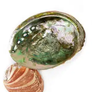 Abalone Shells