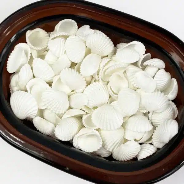 White Cockle Shells