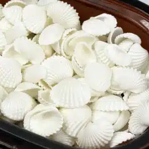White Cockle Shells