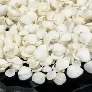 White Cap Cockle shells