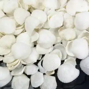White Cap Cockle shells