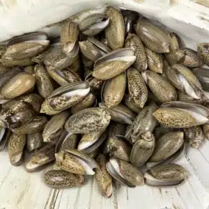 Chocolate Olive shells