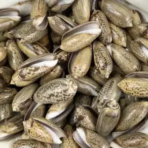 Chocolate Olive shells