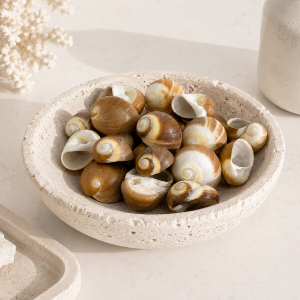 Moon Shells Cream Cappuccino