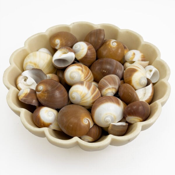 Moon Shells Cream Cappuccino
