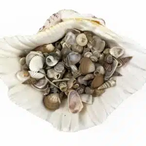 Natural Mix very small shells