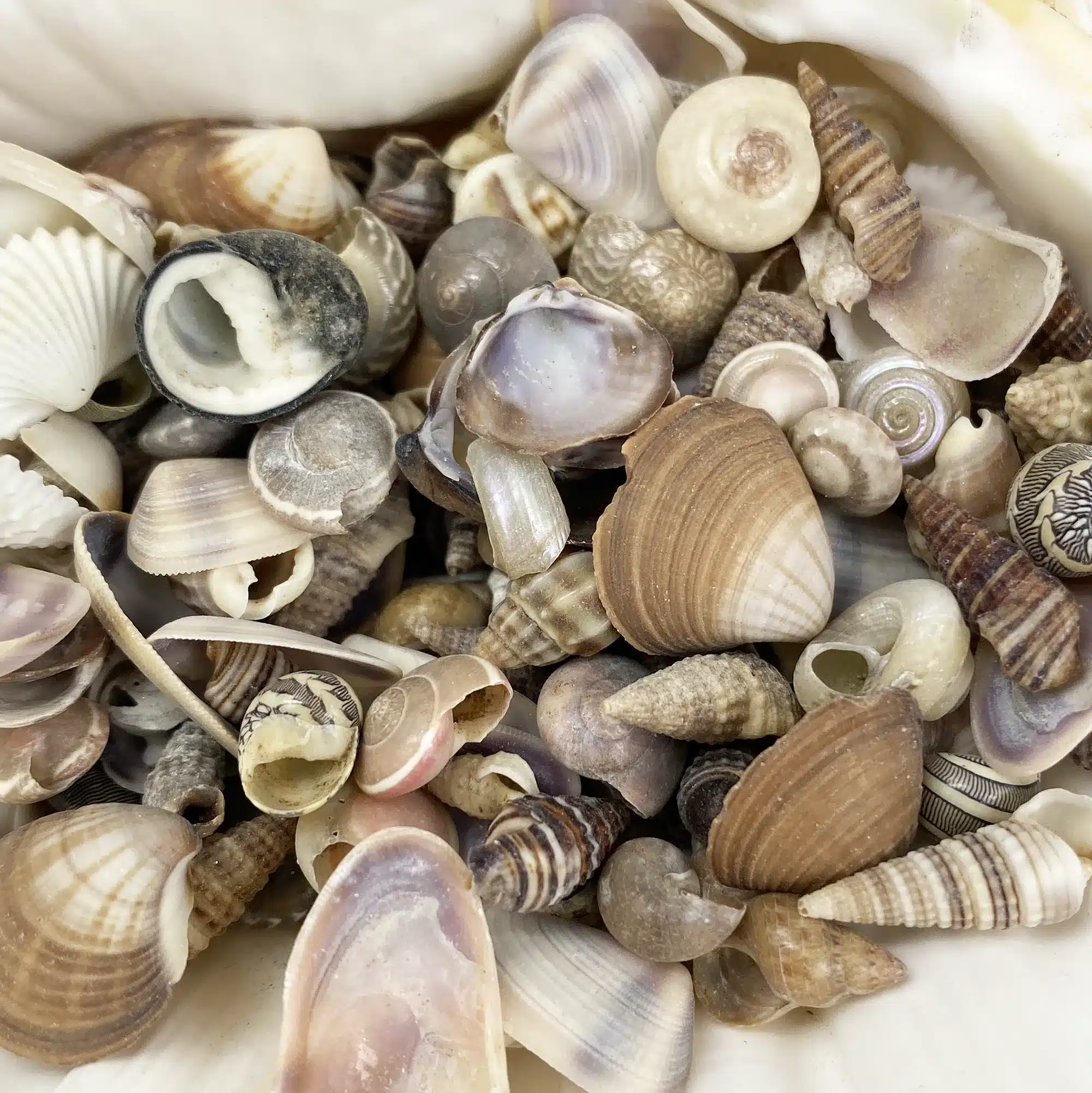 Natural Mix very small shells