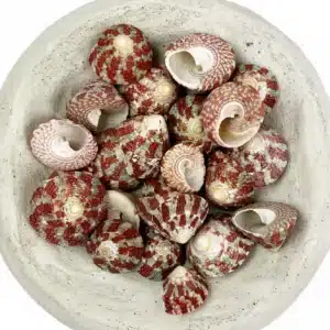 Trochus Radiatus
